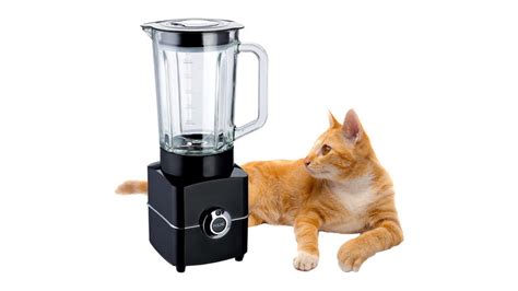 cat blender actual video|The Cat In Blender Video: A Disturbing Tale Of。